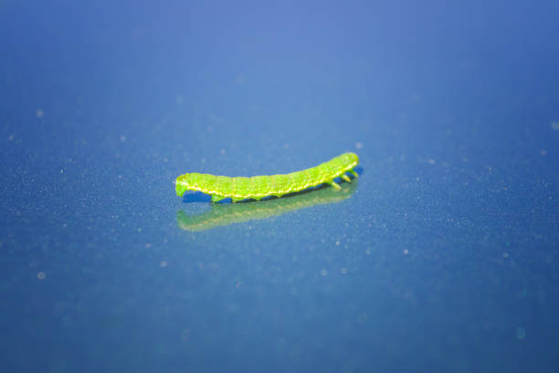 Green Geometrid caterpillar looper or inchworm crawling forward in characteristic looping movement close-up.