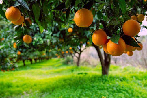 Orange garden and ripe oranges on tree branches. Beautiful orange trees. Orchard in Turkey. Fruit trees with ripe fruits.