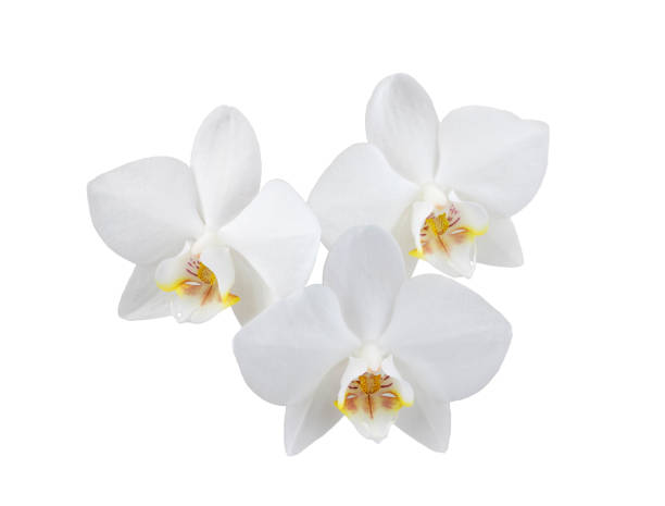 istock white phalaenopsis orchid flowers on a stem, isolated on a white background 1457376784