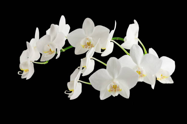 istock white phalaenopsis orchid flowers on a stem, isolated on a white background 1457376805