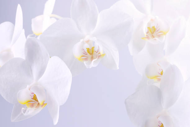 istock white orchid flowers on a light background, screen wallpaper, botanical background 1457376828