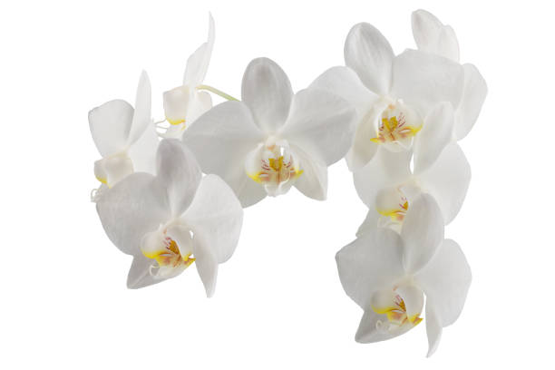 istock white phalaenopsis orchid flowers on a stem, isolated on a white background 1457376866