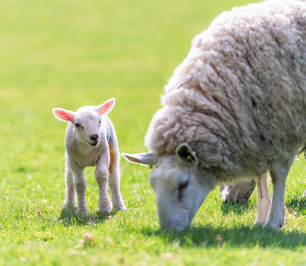A young lamb looking at their mother in a lush field in springtime.