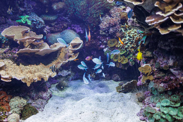 istock Fishes and Corals inside a Big Blue Aquarium Tank 1457378091