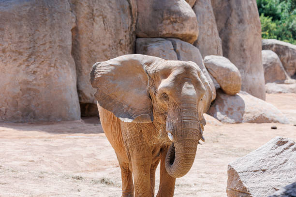 istock Elephant in its Natural Environment on a sunny Day 1457378107