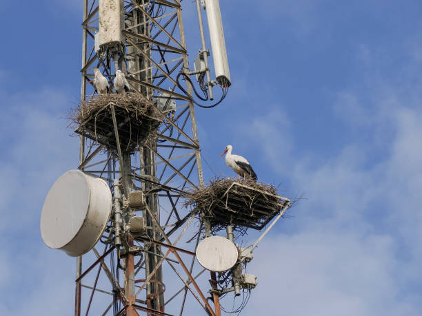 istock Storks nest installed on a telecommunication antenna tower 1457378161