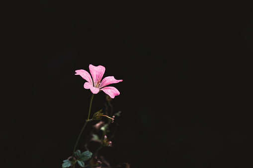 Pink flower with Black background