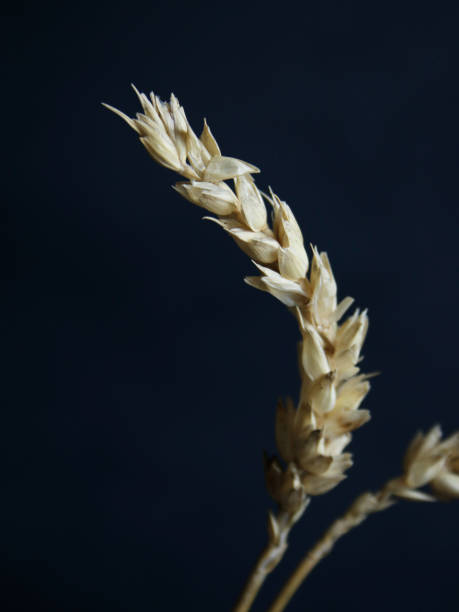 istock Spekelets of wheat 1457381253