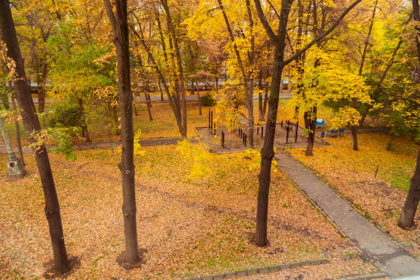 A view of trees in an autumn park