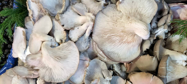 Pleurotus Mushroom stock photo