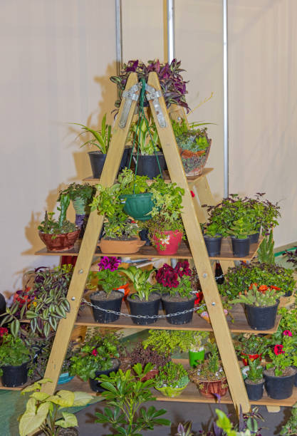 Plants and Flowers in Pots at Ladder Stand