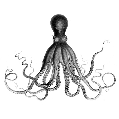 Octopus engraving 1809