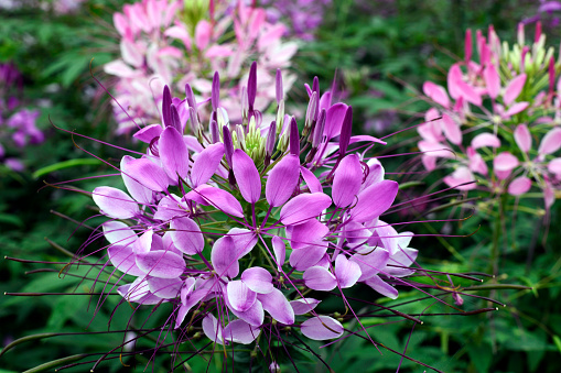 Blooming Spider flowers or cleome spinosa, Hanoi, Vietnam.