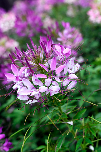 Blooming Spider flowers or cleome spinosa, Hanoi, Vietnam.