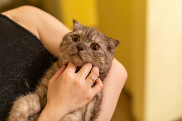 istock Closeup woman holding a scottish fold cat 1457387184