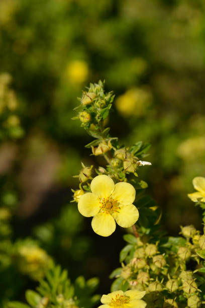 istock Shrubby Cinquefoil 1457387465