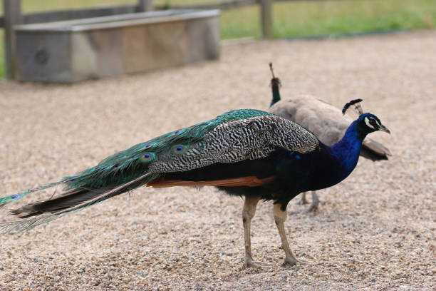 istock Indian blue peacock and peahen 1457389069