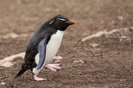 A Southern Rockhopper Penguin,  Eudyptes chrysocome, with one foot raised as it walks over the ground on Pebble Island, Falkland Islands.