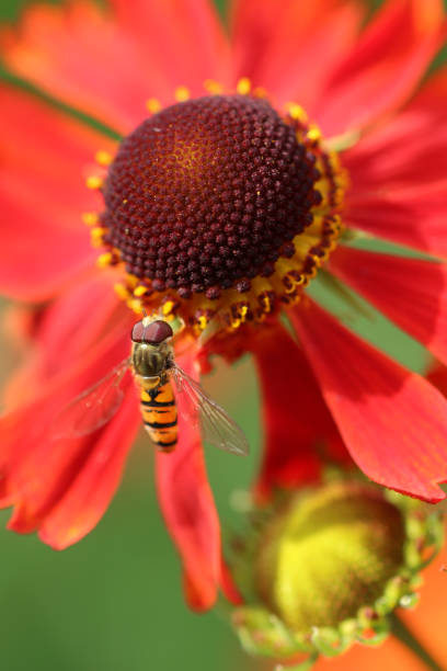 istock Orange sneezeweed flowers with a hoverfly in close up 1457389140