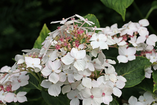 Lacecap Hydrangea macrophylla flowers with pink inner florets and white outer florets with a blurred background of leaves.