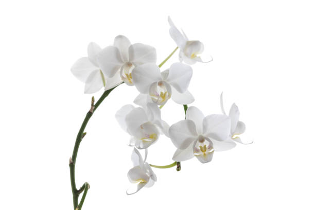 istock Branch Of White Orchid Close Up 1457390002