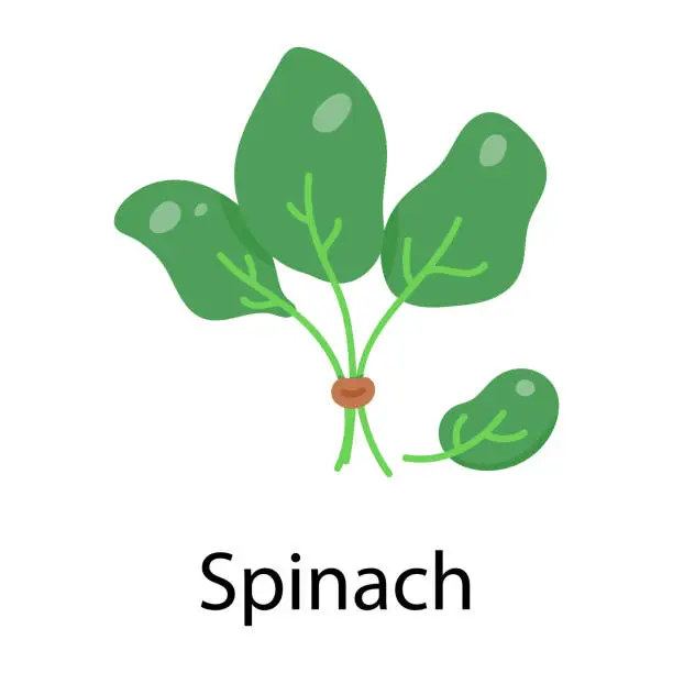Vector illustration of Spinach