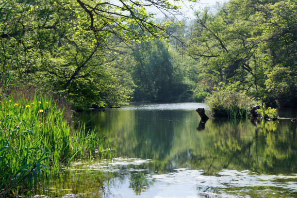 istock Mouth of the Bucatoggio river 1457391992