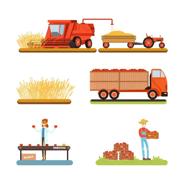 Vector illustration of Wheat and tomato harvesting and sorting set. Farm products production cartoon vector illustration