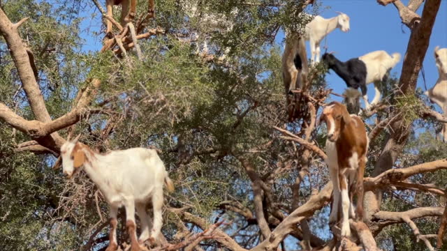 Goats grazing in argan trees