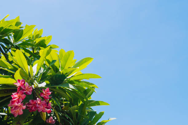 istock Upper view of pink plumeria tree with clear blue bright sky background and copy space 1457394498