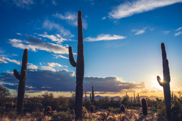 istock Low angle view of three saguaro cacti during sunset 1457394565