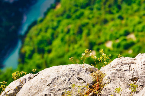 Verdon Gorge in Provence France. Regional Natural Park. The grand canyon. Mountain landscape.