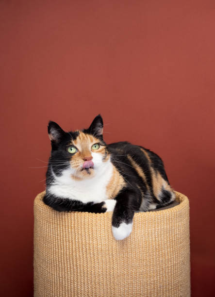istock hungry calico cat resting on scratching barrel on red background 1457395759