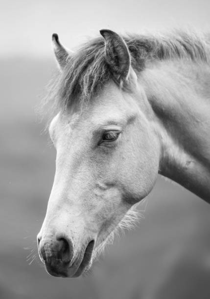istock Horse and nature 1457396882