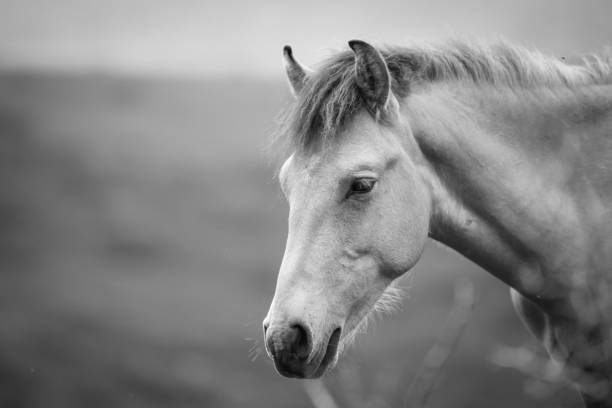 istock Horse and nature 1457396941