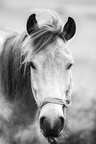 istock Horse and nature 1457397017