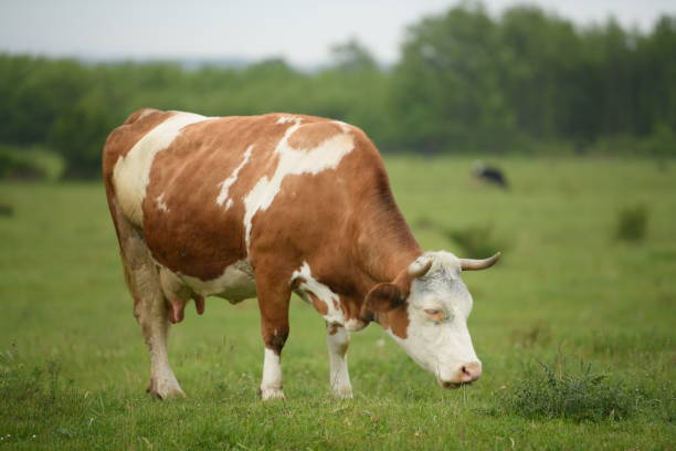 istock A cow in the pasture 1457397434