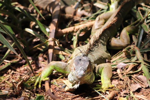 istock Green Iguana is a Amazing Animal in India. 1457398021
