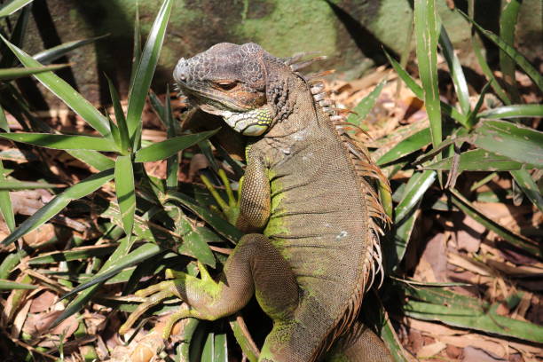 istock Green Iguana at a Indian zoo 1457398208