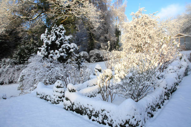 istock Beautiful garden in winter 1457398425