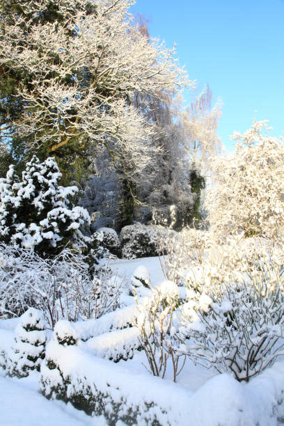 istock Beauty in winter 1457399087