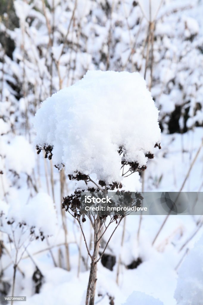 Seed head in snow Seed head of eryngium flower covered in snow Beauty Stock Photo