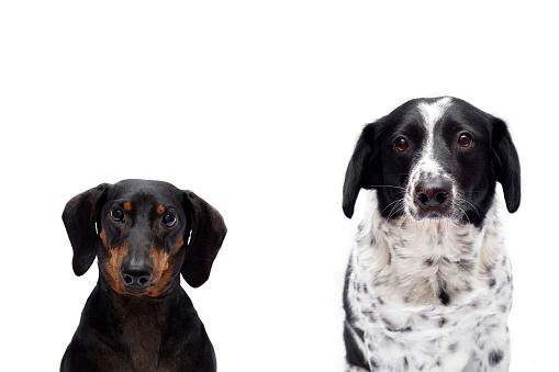 A beautiful portrait of two dogs of the Dachshund and Metis breeds look at the camera on a white isolated background. Sad look. Selective focus on the eyes. The concept of goods for animals, cover.