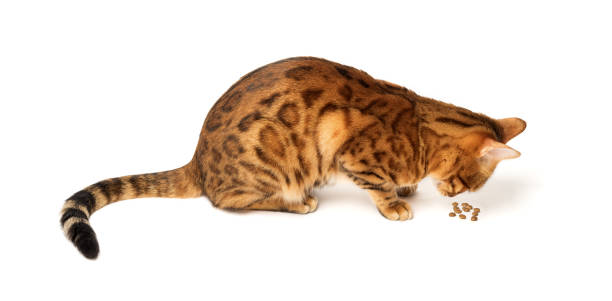 istock Bengal cat eats dry food on a white background. 1457400226