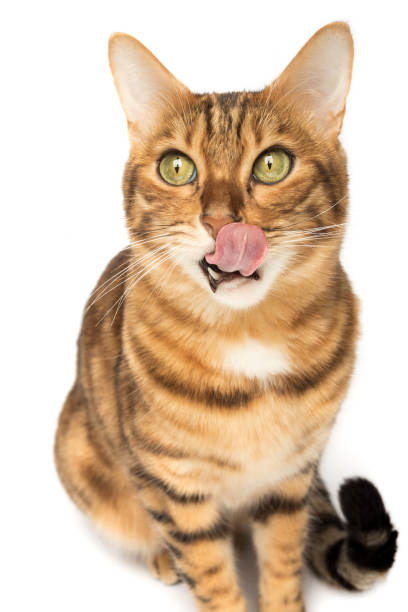 istock Licking hungry Bengal cat on a white background. 1457401160