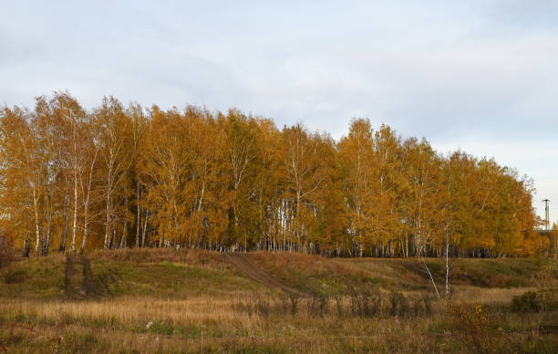 istock the road to the autumn forest 1457403312