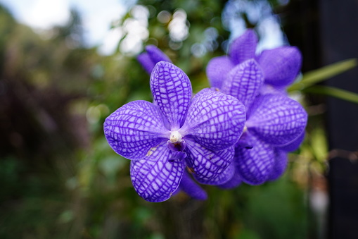 Purple orchid in the garden plants