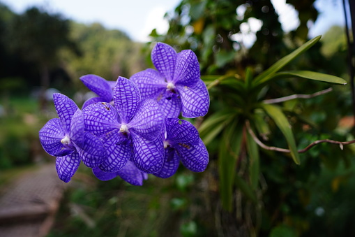 Purple orchid in the garden plants