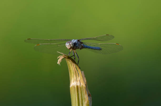istock watching the helicopter bug in nature 1457405243