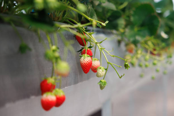 Strawberry in closed system farm
